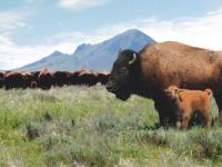 Broken Heart Buffalo Ranch Property